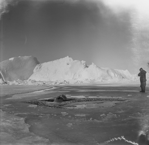 Alexander F. Pushkin taking photos of a minke whale