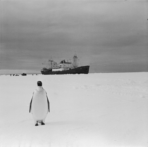 Emperor penguin and Ob ship