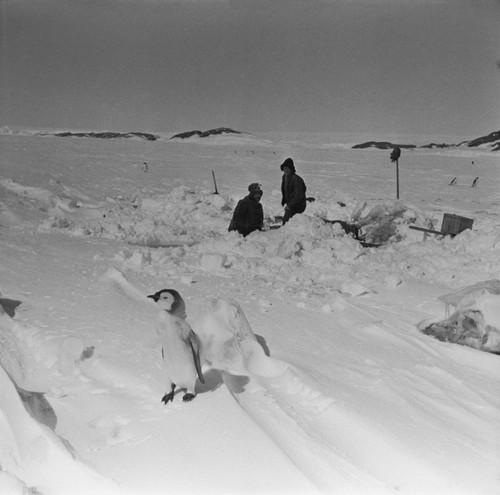 Alexander F. Pushkin and Eugene N. Gruzov cleaning dive hole after blizzard, with penguin