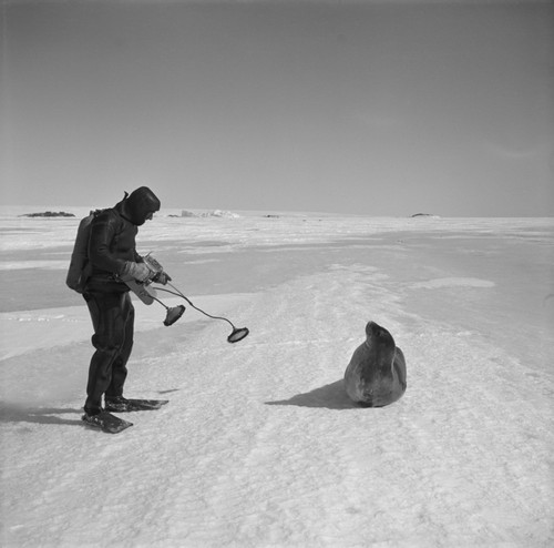 Mikhail V. Propp with Weddell seal, holding underwater camera