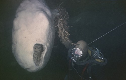 Alexander F. Pushkin with collecting gear at a volcano sponge Anoxycalyx (Scolymastra) joubini