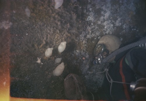 Alexander F. Puskin collecting benthic animals on a vertical underwater wall