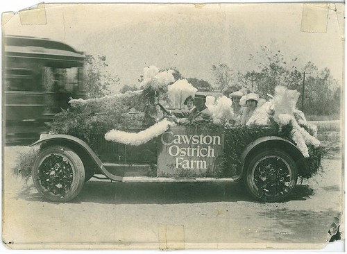 Cawston Ostrich Farm Entry in the Rose Parade