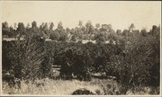 View of an olive grove in Oroville