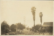 Orange grove with a farmer