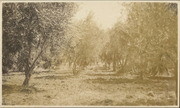 View of an olive grove in Oroville