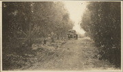 View of an olive grove in Oroville