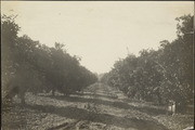 Oroville orange orchard