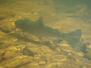 Anadromous adult steelhead trout in Topanga Creek, Topanga, California