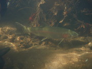 Anadromous adult steelhead trout in Topanga Creek, Topanga, California