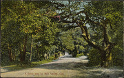 A drive way in Mill Valley, Cal