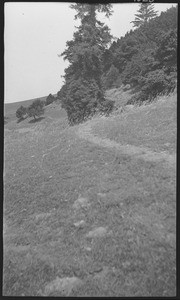 Lone Pine - showing trail