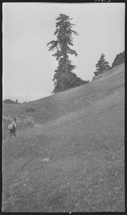 Lone Pine -showing top of hill