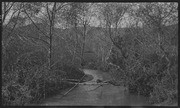 Frank's Creek with branches across