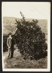 Charles Moeser looking at lemon tree