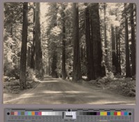 Redwood Highway in North Dyerville Flat