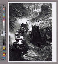 A team of oxen pulling redwood logs along a dirt road