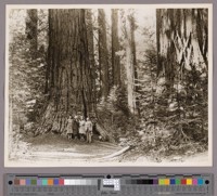 "In the Calaveras North Grove."