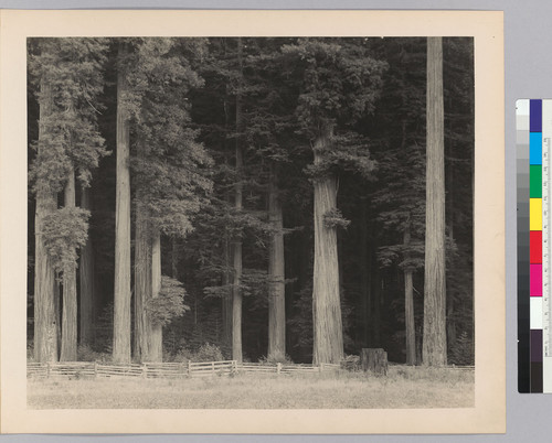 Camp Grant near Dyerville, Humboldt County