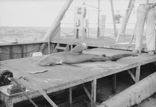 [Shark on deck of R/V HORIZON]