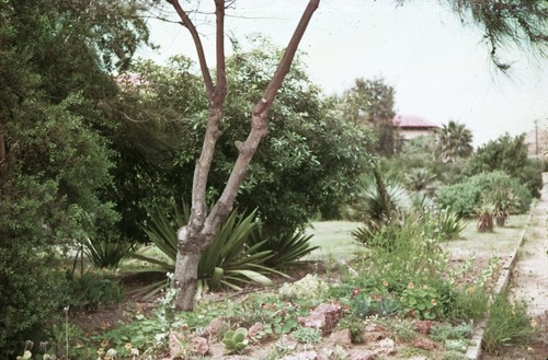 Landscaping just east of the library at Scripps Institution of Oceanography. 1938