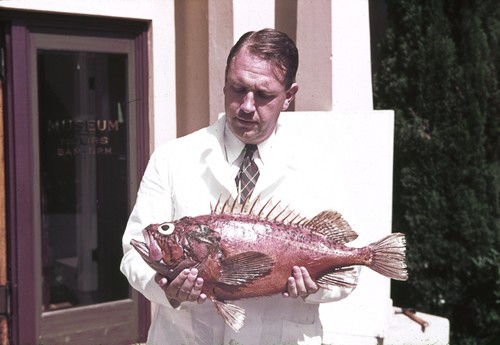 Denis Llewellyn Fox, in front of the Scripps Aquarium (1915 building), holding a rockfish Sebastas. Fox accepted an appointment as an instructor in physiology in 1931 at Scripps Institution of Oceanography and continued research until his death in 1983. Fox's lifelong research in fouling began in 1932 in collaboration with Scripps Director Thomas Wayland Vaughan and chemist Erik Gustaf Moberg. Fox became associated with the San Diego Zoological Society and served as a scientific advisor to the Zoo, and he was also active in academic and administrative affairs at Scripps and UCSD after its establishment in 1960. Fox published over 150 papers and three books, including Animal Biochromes (1953) and Biochromy: Natural Coloration of Living Things (1979). 1938