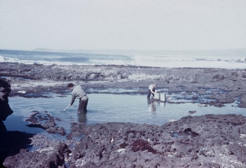 Baja California: H45-16 near Halfway House, Carl Hubbs, Elizabeth M. Kampa, fish collection on reef