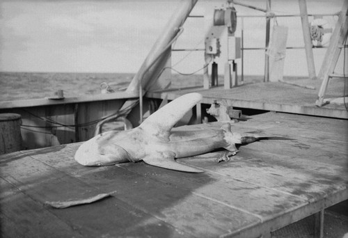 [Shark on deck of R/V HORIZON]