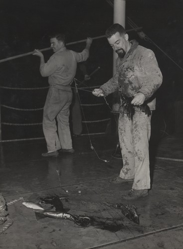 Robert Gilkey and John McGowan (right) of Scripps Institution of Oceanography, with squid, onboard the R/V Spencer F. Baird, on the Transpac Expedition