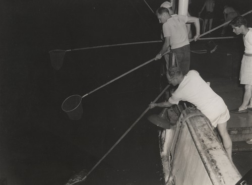 Robert Wisner and Jack Bradshaw dipnetting for specimens, with Japanese journalists watching. Onboard the Spencer F. Baird during Transpac Expedition. 1953