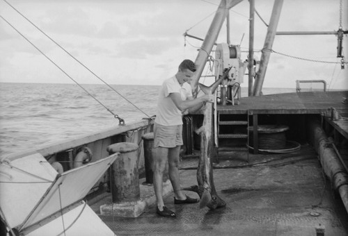 [Man with shark on deck of R/V HORIZON]