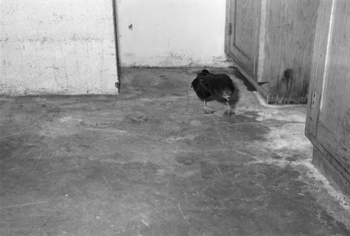 [Marine bird walking on deck of R/V Spencer F. Baird]