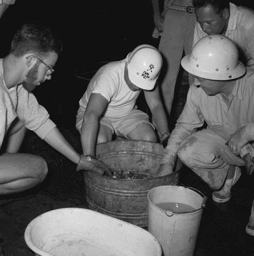 [Fred Dixon examining dredge haul]