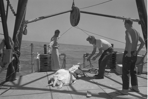 [Men with Sea turtles on deck of R/V Spencer F. Baird]