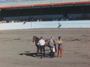 Annual Arabian Horse Show