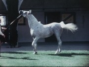 Cal Poly Pomona. Arabian horse unit. August 28, 1968