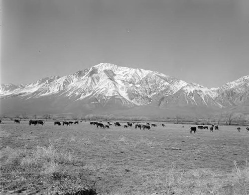 Summer Scenics - Owens Valley