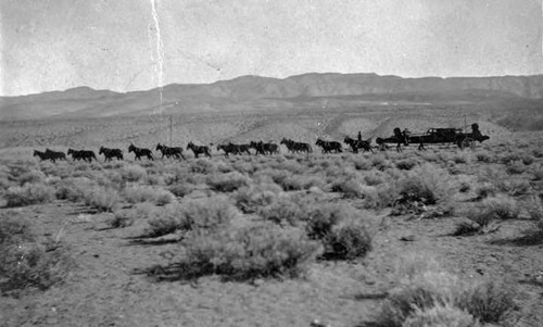 Mules hauling supplies during construction of the aqueduct