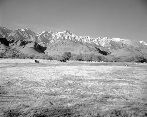 Cattle pastures near Owens Valley