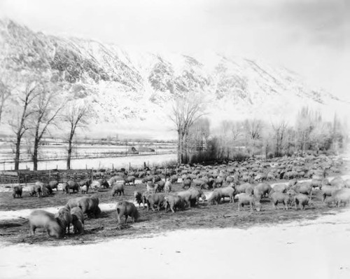 Owens Valley Scenic's