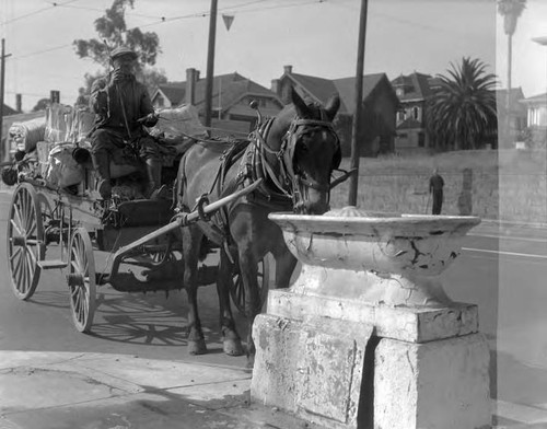 One of the regular customers pauses at the trough located at Pico and Bonnie Brea for a refreshing drink