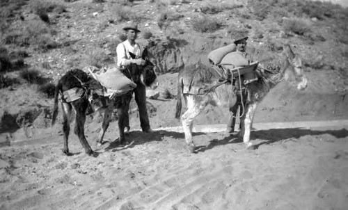 Donkey's used to carry supplies to remote areas