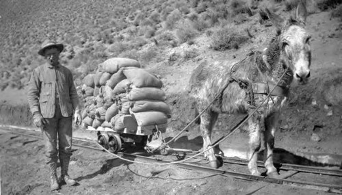 Man with mule, loaded with bags of cement