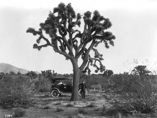 Scenic Views - Owens Valley