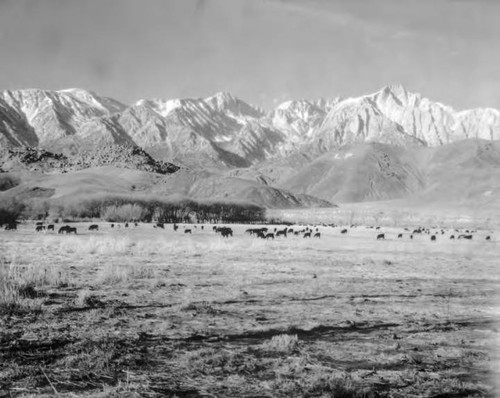 Owens Valley Scenic's