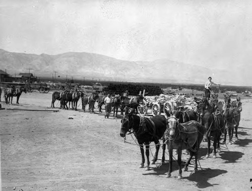 Mule team hauling supplies for the aqueduct workers