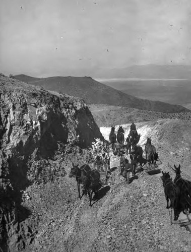 Mules clearing a "shelf" for the construction equipment