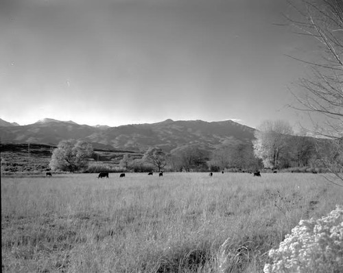 Cattle pasture near Olancha, Owens Valley