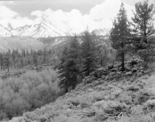 Owens Valley Scenic's