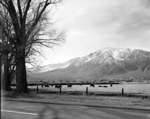 Cattle pasture near Olancha, Owens Valley